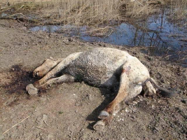 Oostvaardersplassen