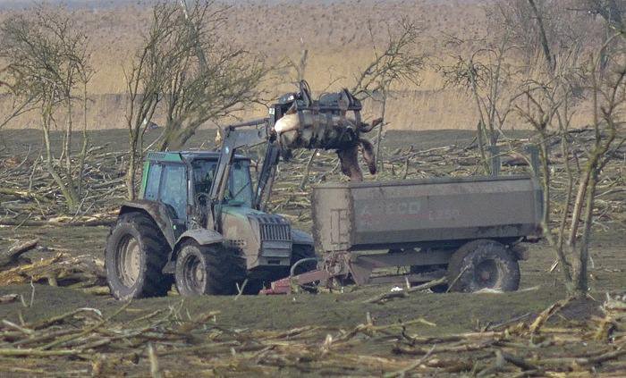 Oostvaardersplassen
