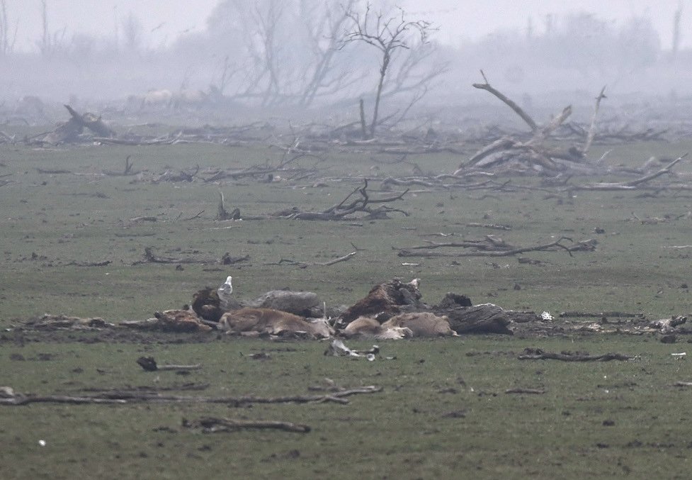Oostvaardersplassen