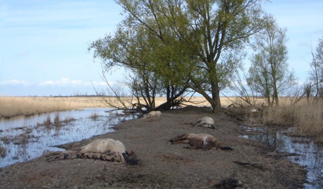 Oostvaardersplassen