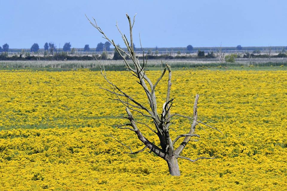 Oostvaardersplassen