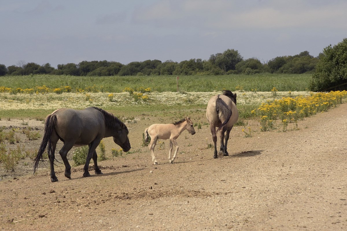 Oostvaardersplassen