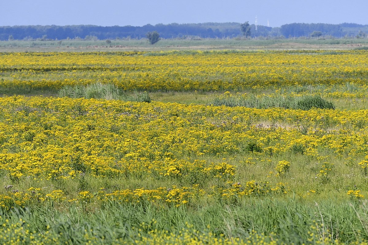 Oostvaardersplassen
